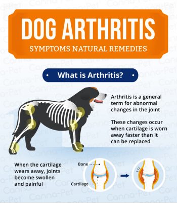 arthritis in dogs natural remedies